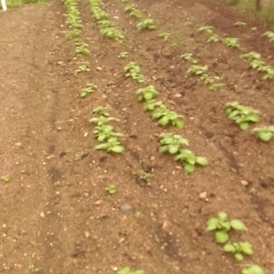 Huerto ecologico sembrado para autoabastecimiento, mejoras agricolas, consejos, ser un buen hortelano