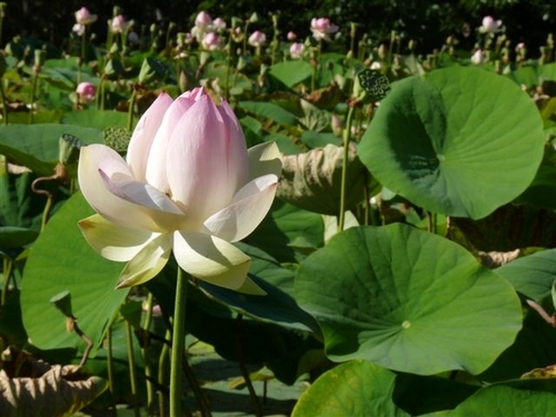 IljaKivits's profile picture. 