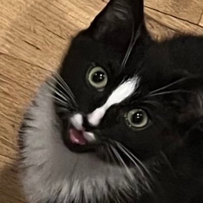 You’ve heard of a pussy cat, well…  Just a tuxedhoe cat with permanent resting dick face