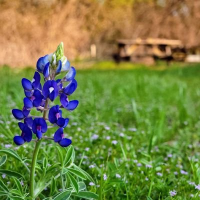 CFBISD's OLC is a 40-acre site near the Elm Fork of the Trinity River, serving thousands of students each year by blending science and learning with nature.