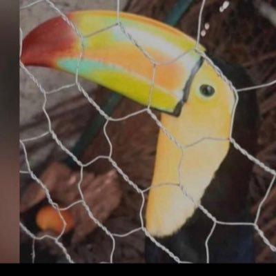 AlondraReyesMo8's profile picture. Piratas