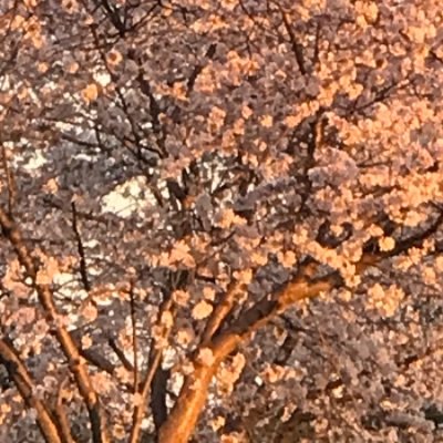 Elizabe38529226's profile picture. To you from failing hands we throw
the torch; be yours to hold it high.