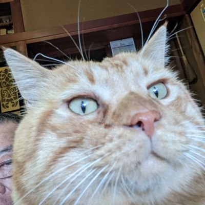 pkQe1PQcYNNSlhH's profile picture. 67才💧
一人暮らし。
（猫と7ヶ月、いっしょに暮らしてる）

ワクチ●は、毒薬💢
解毒⭕しないと4/

解毒せよ⭕急げ
4❌ぬ前に！
一日一食⭕
おなかすいてる時に自分の
「自然治癒力」働く⭕