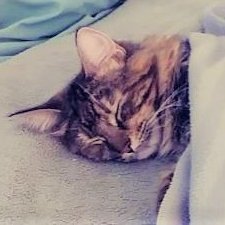 MimiCevepe's profile picture. mimi