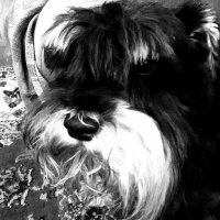 madmax (@ivan75v) 's Twitter Profile