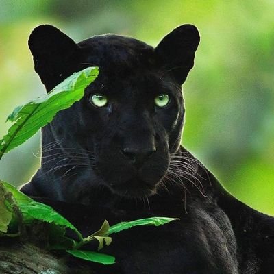 Giorgibregadz14's profile picture. bregadze