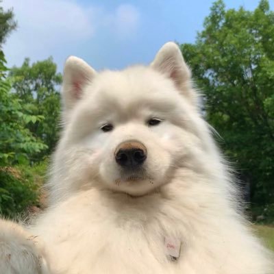 Macarong_dog Profile Picture