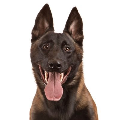 Hello everyone! We are the official Bat Dogs for the Indianapolis Indians. You can catch us in action on here! If you see us out, be sure to say hi!