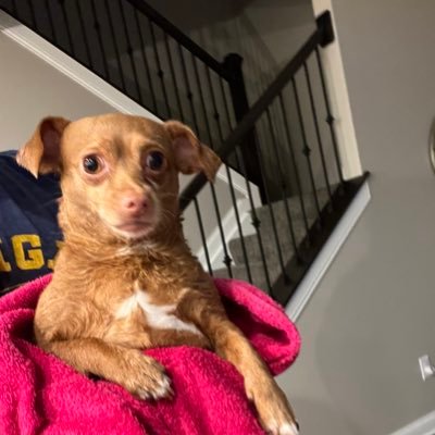 joshuas430's profile picture. #GoBlue #GoPackGo #goavsgo