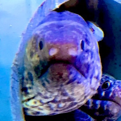 serian54's profile picture. Kochi 大学院生になっちゃった/ホヤちゃん/ C. robusta💛
