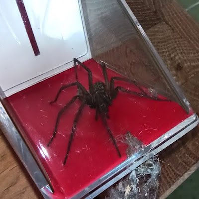 takalustig's profile picture. Wilde mit starken Nerven und Sehnsucht ❤️ good bye Truemanshow, fck you schöne neue Welt