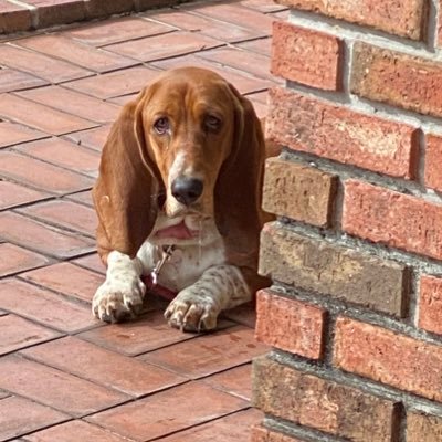 I’m a curious and lovable basset living my best life in South Florida. Mami @AValdes305 rescued me @paws4you