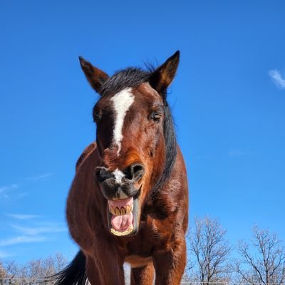 Equine-Assisted Psychotherapy & Private Horse Rescue

Scarlett Tree Ranch/Gypsy Wind Equine Family Therapy