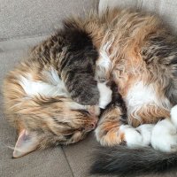 KB 🐈 (@chdyctt) 's Twitter Profile Photo KB 🐈 (@chdyctt) 's Twitter Profile Photo