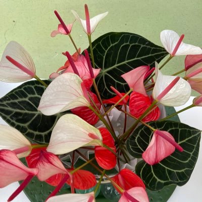 libo_shan's profile picture. Pebble Creek