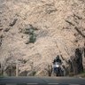 pekeoji's profile picture. GSX250R
免許取って一年、やっとバイク買いました。