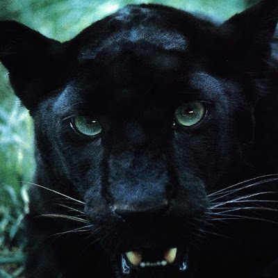 PantherProwlzz Profile Picture