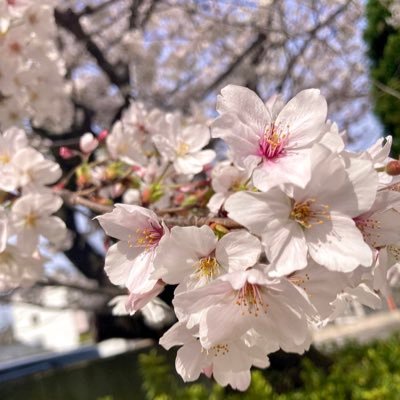 ゆきです!今月から大学生になりました!報告遅れてすみません🙇♂️大学生になったからには新しいことにチャレンジ!!ビジネスの仕組みについて学んでみたいです!あと花が凄く好きです🌸