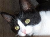 I'm a girl Tuxedo kitty that's a little naughty, but mostly nice.