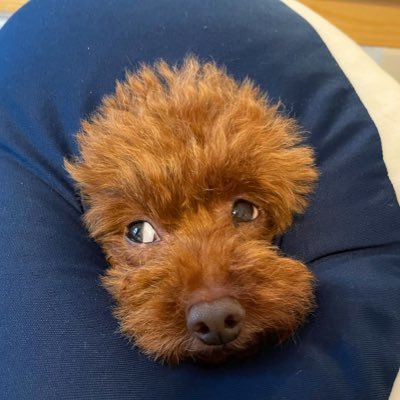 フルリモートワーク企業の会社員です。小型犬と中型犬を連れて車中泊をしながら、あちらこちらで仕事をしています。