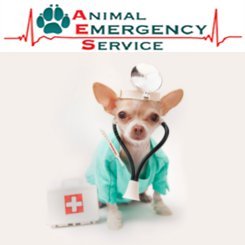 AnimalEmergenc's profile picture. We are an after hours animal emergency service for all animals. Open 24 hours on weekends and from 6pm to 8am Weekedays. Reach Us At:07 3188 1953