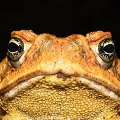 JimmyToad2 Profile Picture