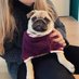Teenie Pug (@pug_lovers23) Twitter profile photo Teenie Pug (@pug_lovers23) Twitter profile photo