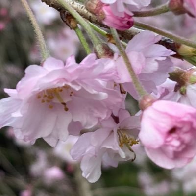 sannkaku454590's profile picture. 淑徳大学/