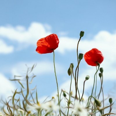 AleaJunimond's profile picture. Für Frieden, Freiheit und Selbstbestimmung😘