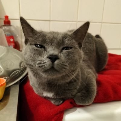 AsSaneAsIAm1's profile picture. Bibliothécaire / bookaddict / Hufflepuff / Metalhead / The Ultimate Lost Books finder / Cat mom /Pizza lover