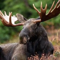 🦌 Grand Chef Caribou 🇫🇷 (@chef_caribou) 's Twitter Profile Photo 🦌 Grand Chef Caribou 🇫🇷 (@chef_caribou) 's Twitter Profile Photo