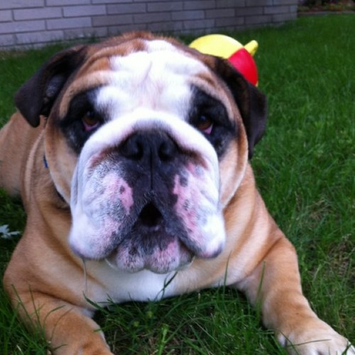 lasallefire18's profile picture. 