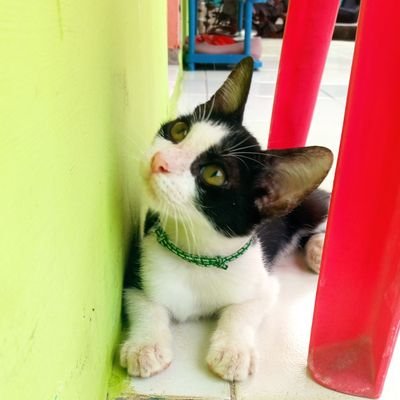 keseharian kucing yang hobinya bobo