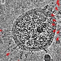 Spikopathy (@spikopathy) 's Twitter Profile Photo