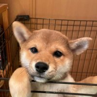 まる (@wgigdzddb3nw1bs) Twitter profile photo