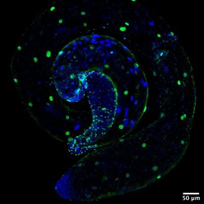 Stem cell dynamics and regeneration in Drosophila (and also mice!) 🪰🐀🌱🔬🧪🧬