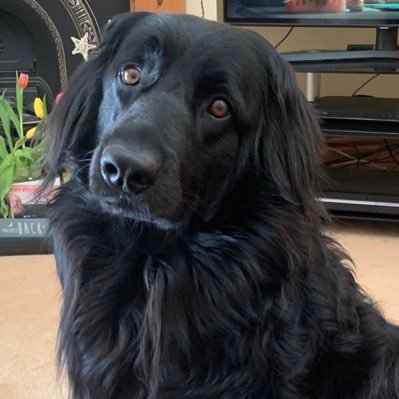 simon1_harrison's profile picture. Blackpool fan🍊🏴󠁧󠁢󠁥󠁮󠁧󠁿