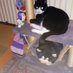 sassy cat (@sassy_catlady) Twitter profile photo sassy cat (@sassy_catlady) Twitter profile photo