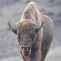 Ignacio Marcos (@ignaciomarcosp) 's Twitter Profile