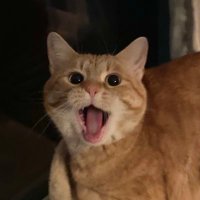 flo millie ⁺ ✧. ⊹˚· (@flomilliekitty) 's Twitter Profile