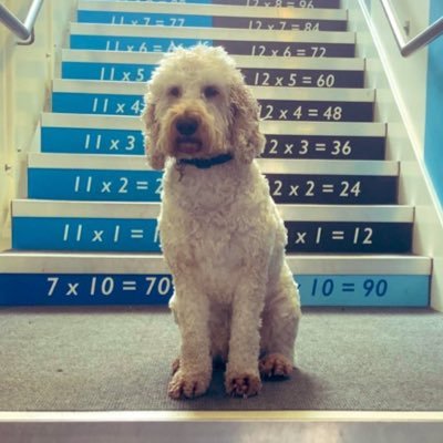 Cooper is a 4 year old Cockapoo. He is a qualified therapy dog who has massively enjoyed spending time with primary school children since he was 16 weeks old.