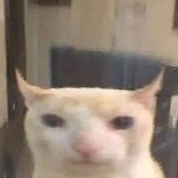 sophia (@thwcatsby) 's Twitter Profile Photo