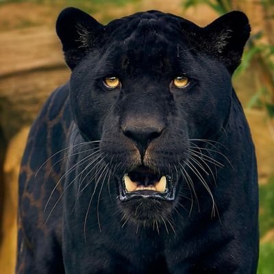 ElgonHouse's profile picture. Retweets are NOT endorsements