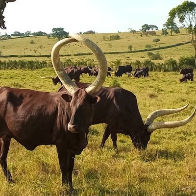 Ankole is the home to the  prestigious long horned Ankole cattle. We promote Ankole cattle brand and Mbarara City for tourism. 

+256 702755418