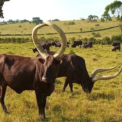 We are the cradleland of all herdsmen and the home to the prestigious long horned Ankole cattle. We promote Ankole cattle heritage for tourism.