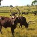 Destination Ankole🇺🇬 (@ankole_destin) Twitter profile photo Destination Ankole🇺🇬 (@ankole_destin) Twitter profile photo