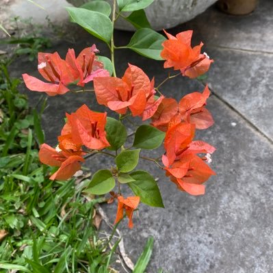 HerreMirta's profile picture. 