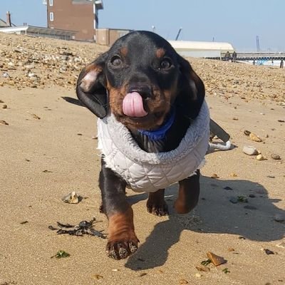 My name is Peanut! 🥜 I am a smooth Dachshund! 15/11/21 🎁
Life has been a rollercoaster, I am diagnosed with Portosystemic liver shunt, please read my story 🐾