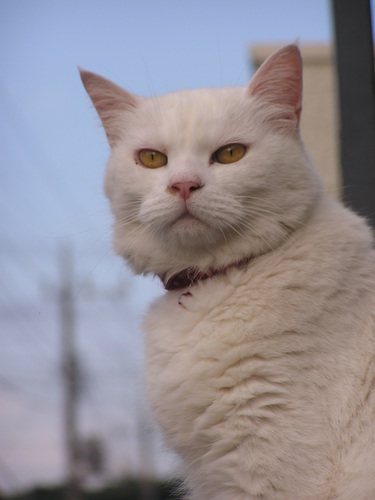 nittanotama's profile picture. 日本美術史を研究しています。