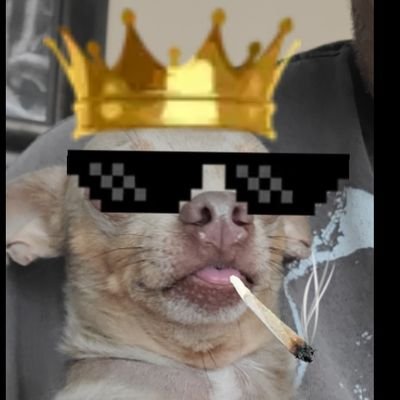 I'm a dog (BoRK BoRK),
BBQ Guru,
Crypto Killer,
Fishing Master,
Follow me for lot's of awesome and rude comments. I'll follow back of you're not a bot.